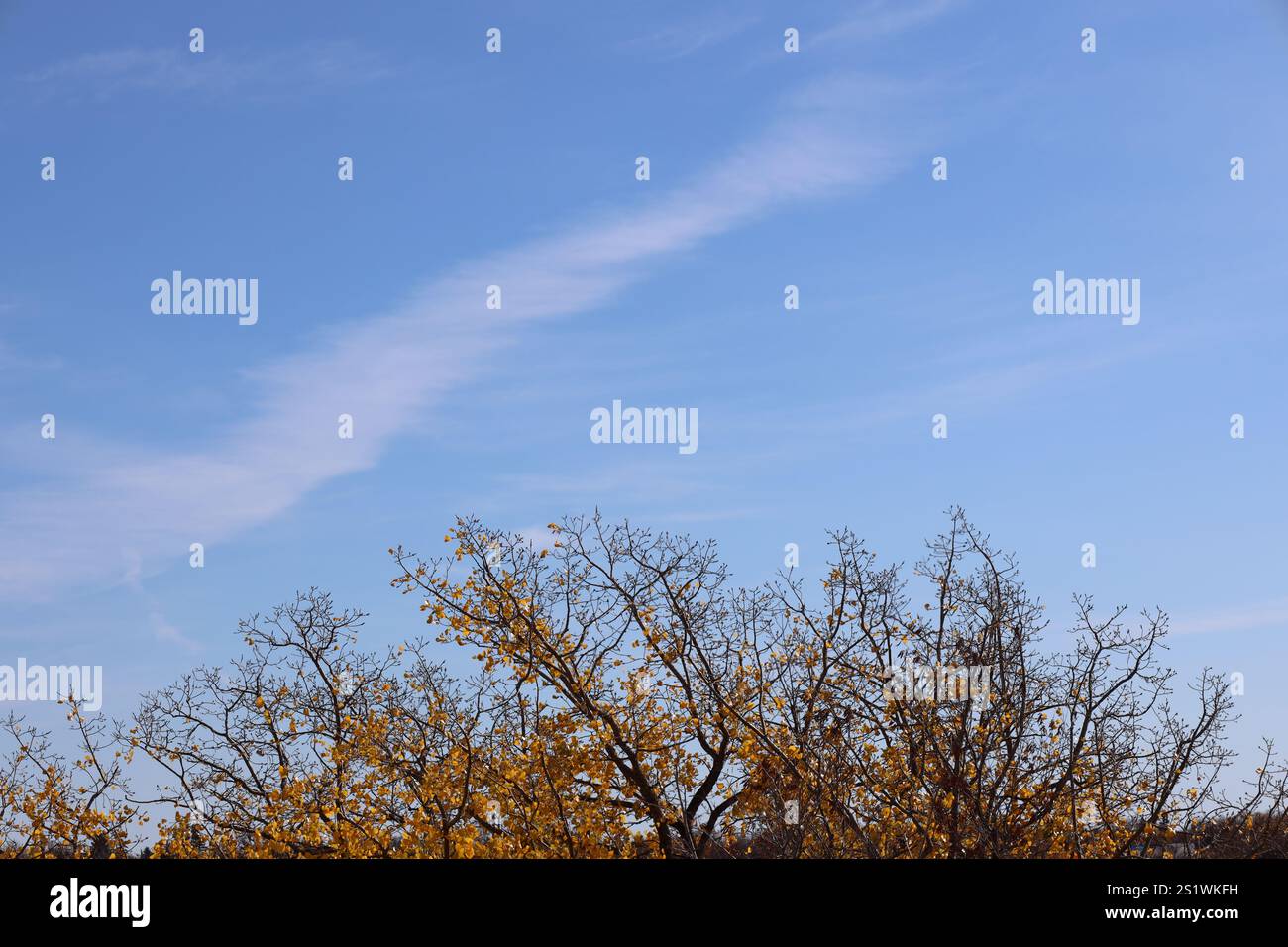 Die letzten Tage der Herbstfarben unter blauem Himmel Stockfoto