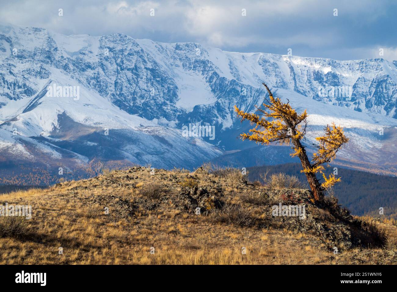 Der Baum steht allein auf einem grasbewachsenen Hügel, eingerahmt von riesigen verschneiten Bergketten und dynamischem Himmel. Stockfoto