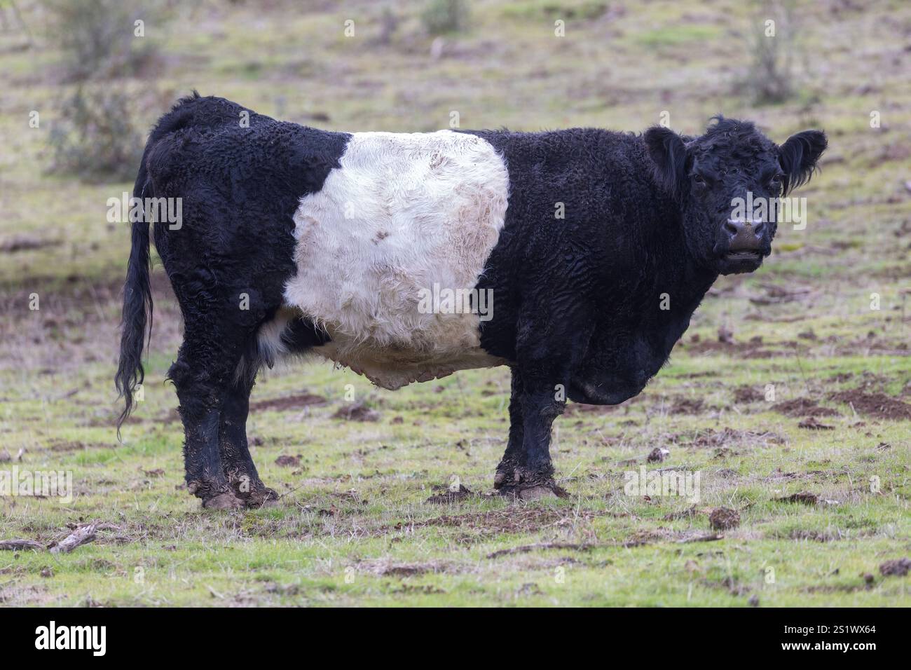 Belted Galloway Cow in der Nähe von Joseph D. Grant County Park, Santa Clara County, Kalifornien. Stockfoto