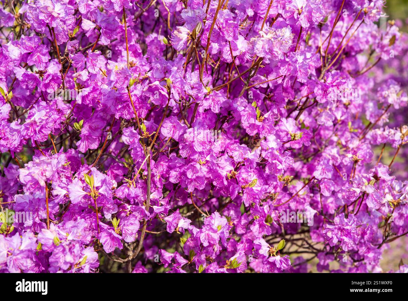 Nahaufnahme eines blühenden Rhododendrons (Bagulnik) mit leuchtend rosa Blüten. Fotografiert in der Region Primorski, russischer Fernost. Keine Personen, ideal für den Einsatz als Stockfoto