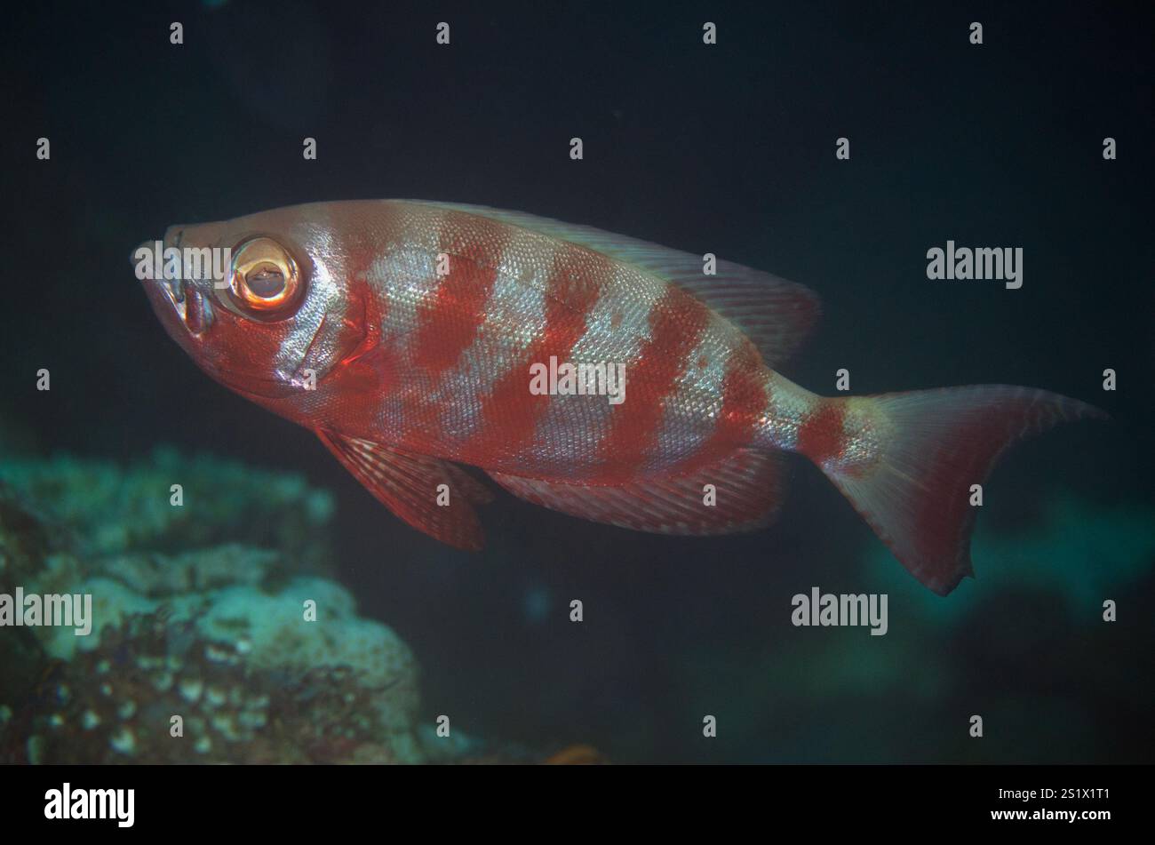 Halbmond-Schwanz-Großauge, Priacanthus hamrur, Lampu Hijau Tauchplatz, Banda Neira, Maluku, Indonesien Stockfoto