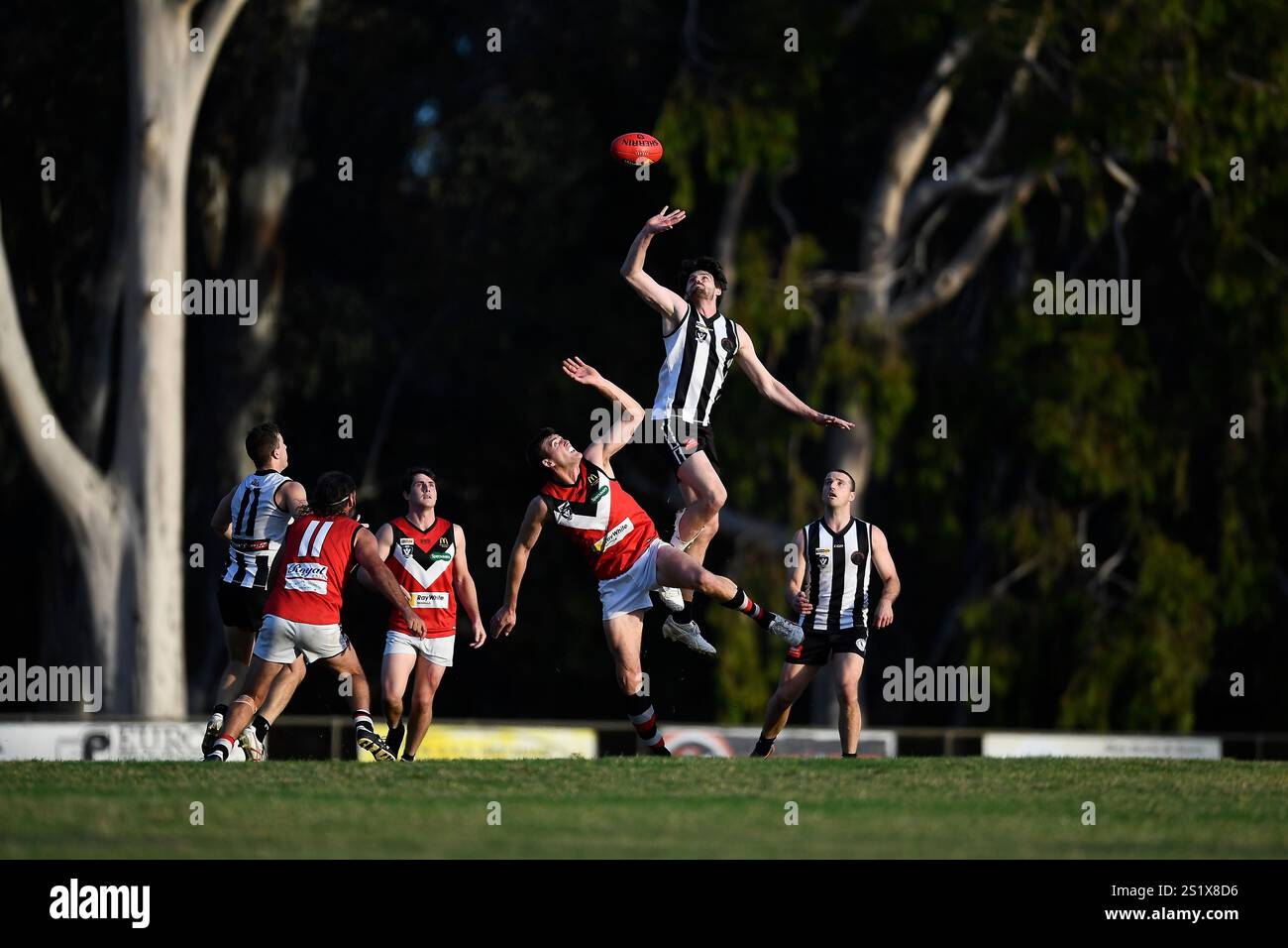Ein Euroa-Fußballspieler springt und dehnt sich in einem Australian Rules-Football-Spiel an einem sonnigen Nachmittag vor der Kulisse von Bäumen hoch in die Luft Stockfoto