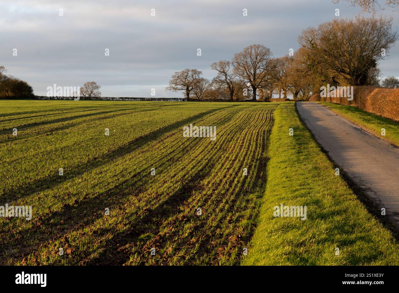 Warwickshire Farmland und Landstraße im Winter, England, Großbritannien Stockfoto