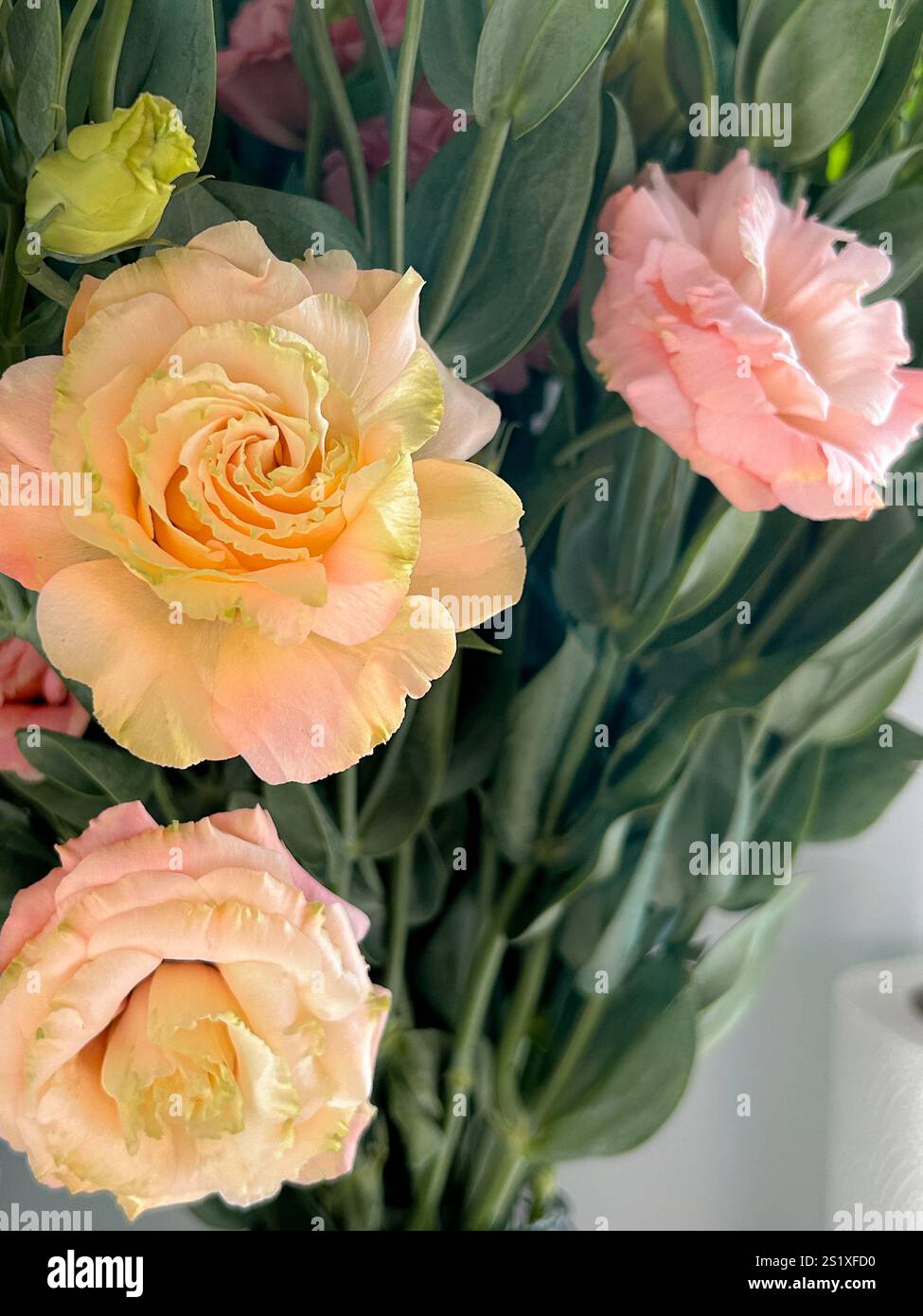 Dieses Nahaufnahme-Foto fängt die komplizierte Schönheit der Frühlingsblumen in Istanbul ein und konzentriert sich dabei auf ihre pfirsichfarbenen und gelben Blüten. Die Blüten strahlen aus Stockfoto