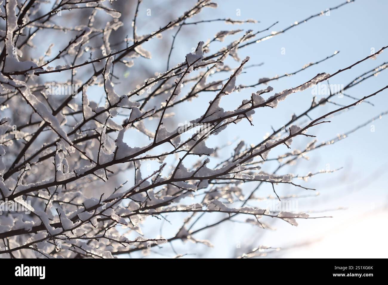 Der Schnee schmilzt auf den Ästen Stockfoto