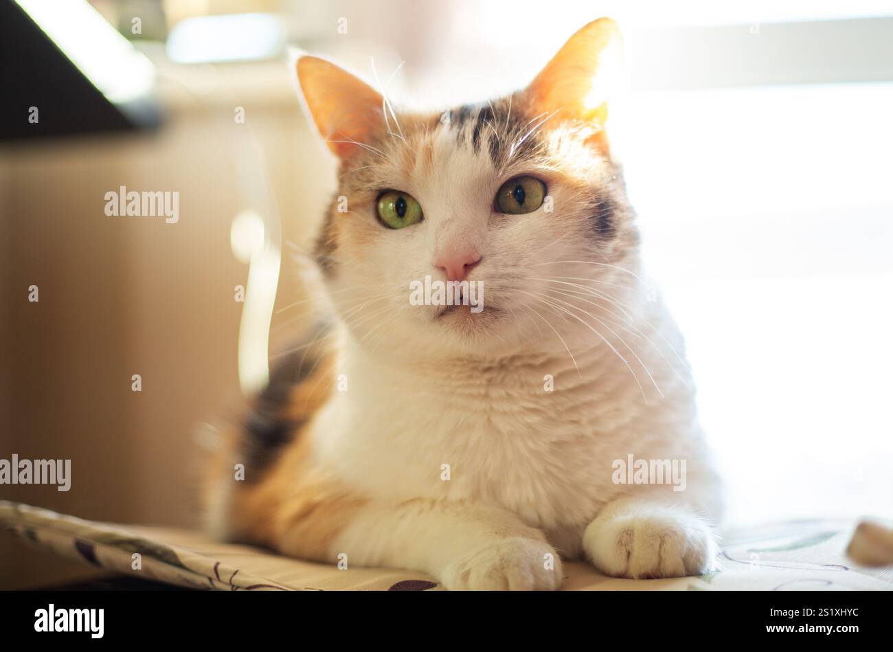 Niedliche Katze, die im Sonnenlicht sitzt Stockfoto