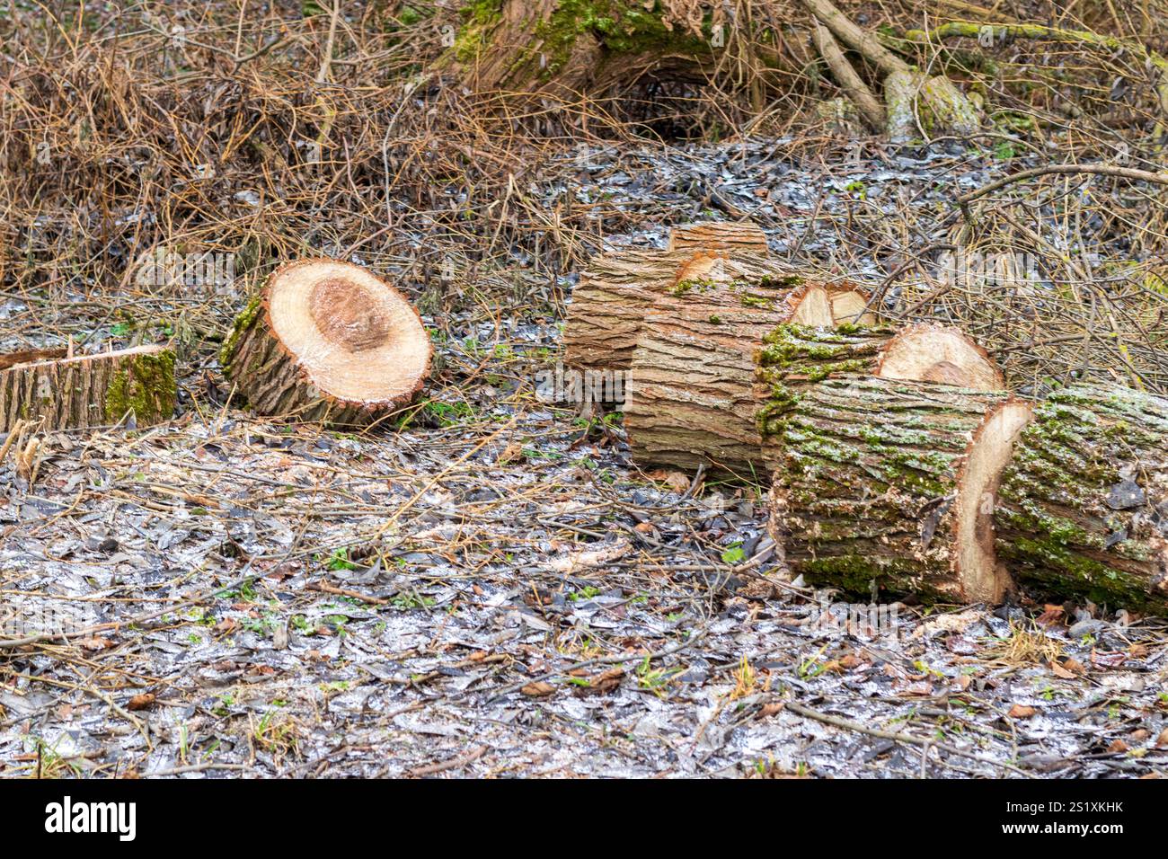 Nahaufnahme der Holzschnittholz Stockfoto