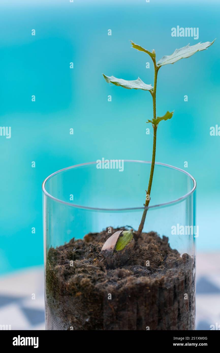 Holly-Eichensämling wächst in einem Glasgefäß mit Erde und zeigt neues Leben und Wachstum vor einem verschwommenen blauen Hintergrund Stockfoto