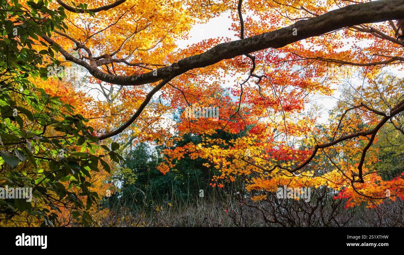 Leuchtende Herbstblätter in Rot-, Orange- und Gelbtönen, die durch Baumzweige im Ryoan-JI-Tempel gesehen werden. Eine klassische japanische Herbstszene. Ryoanji Tem Stockfoto