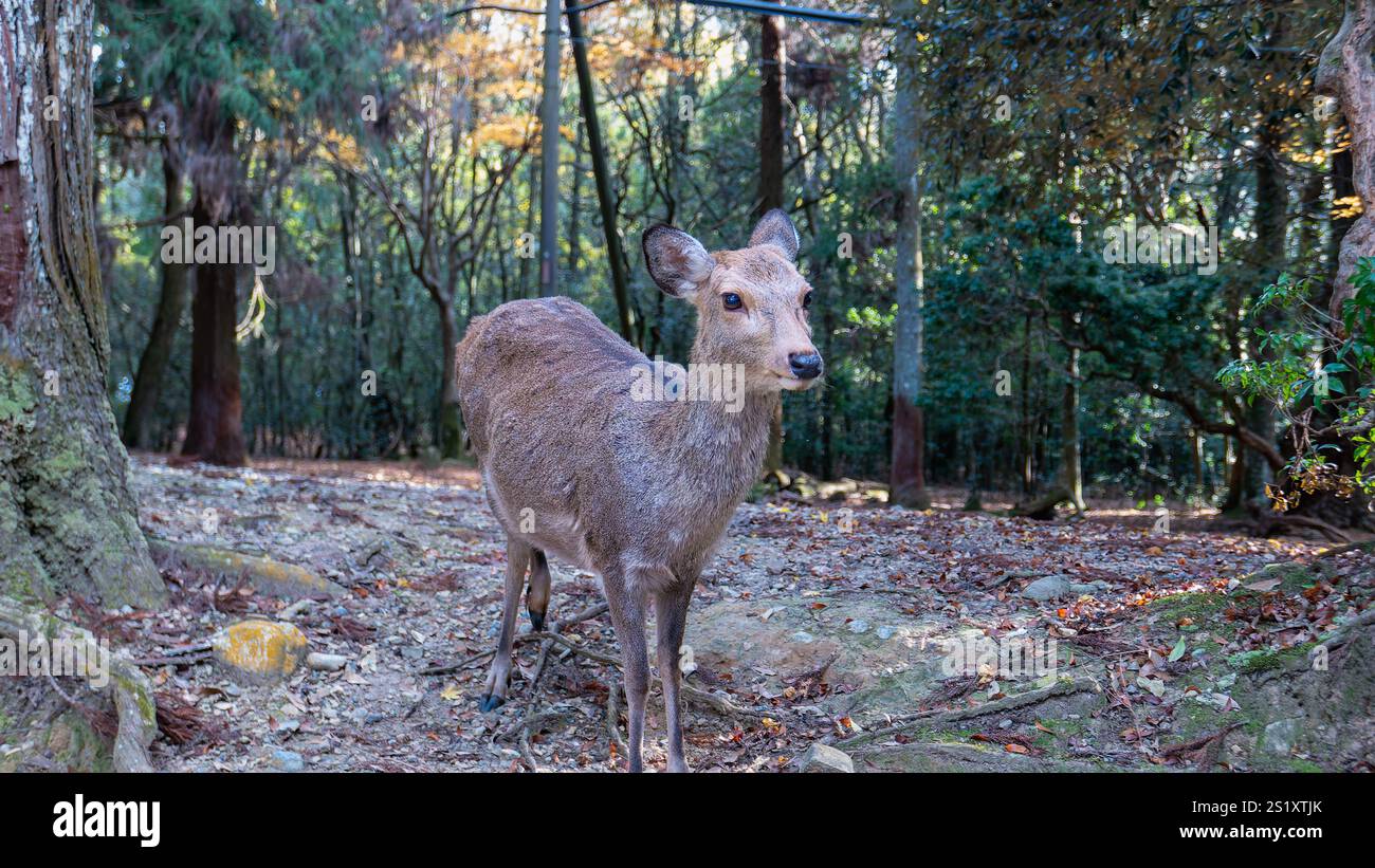 Ein junger sika-Hirsch steht inmitten von gefallenen Blättern und Bäumen in einer verschlungenen Waldlandschaft und blickt direkt auf den Betrachter. Das Fell des Hirsches ist eine Mischung aus Braun Stockfoto