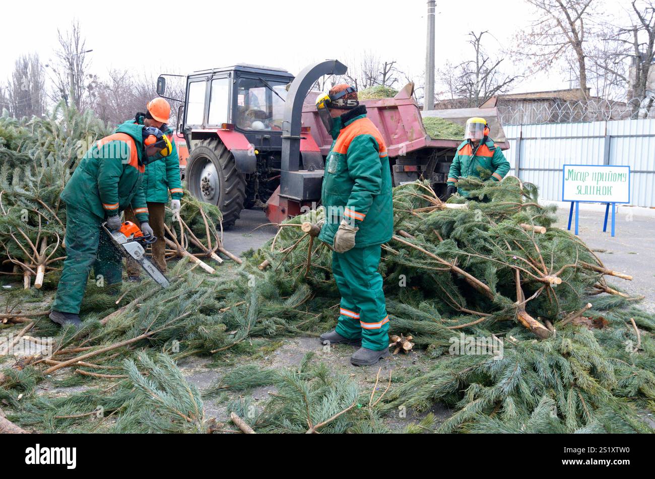 Die Stadtarbeiter stellen Zweige gebrauchter Weihnachtsbäume in den Hacker. Sammelstelle für das Recycling gebrauchter Weihnachtsbäume. Januar 2018. Stockfoto