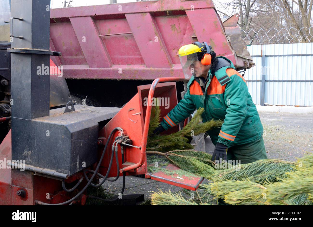 Die Stadtarbeiter stellen Zweige gebrauchter Weihnachtsbäume in den Hacker. Sammelstelle für das Recycling gebrauchter Weihnachtsbäume. Januar 2018. Stockfoto
