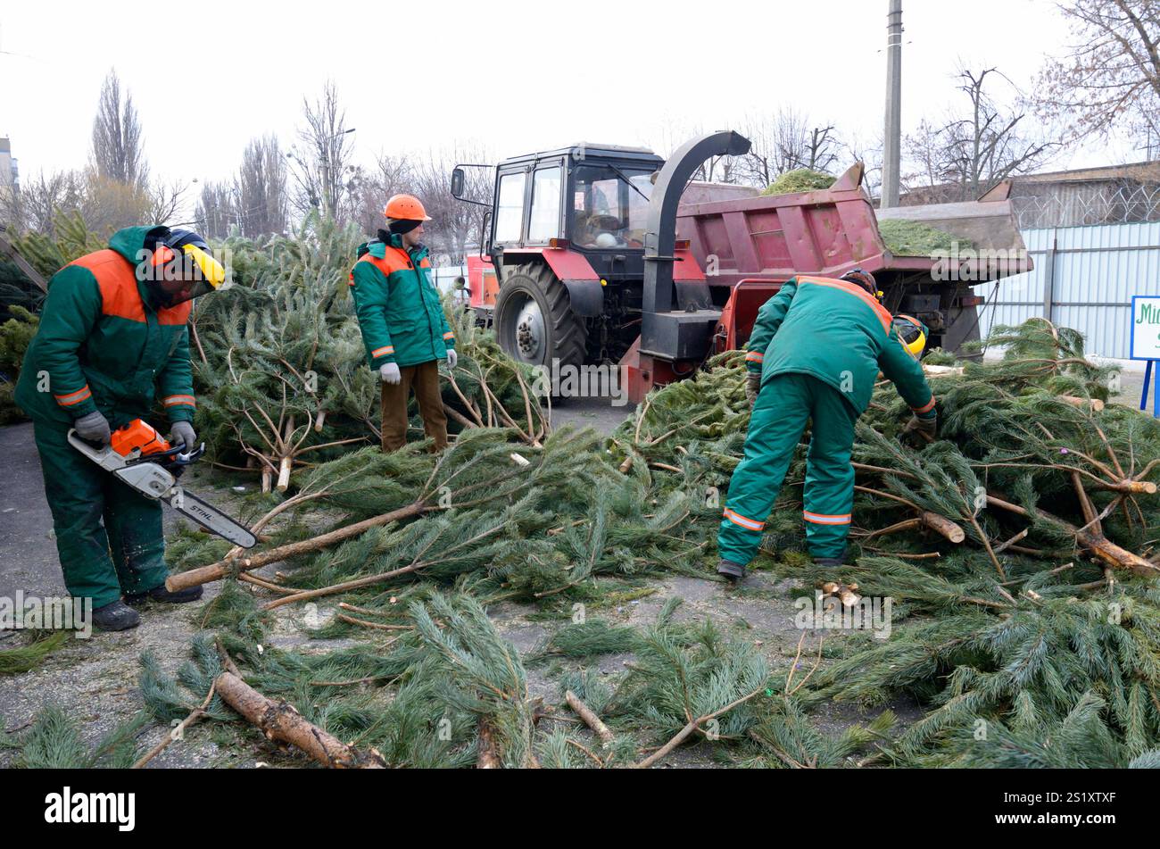 Die Stadtarbeiter stellen Zweige gebrauchter Weihnachtsbäume in den Hacker. Sammelstelle für das Recycling gebrauchter Weihnachtsbäume. Januar 2018. Stockfoto