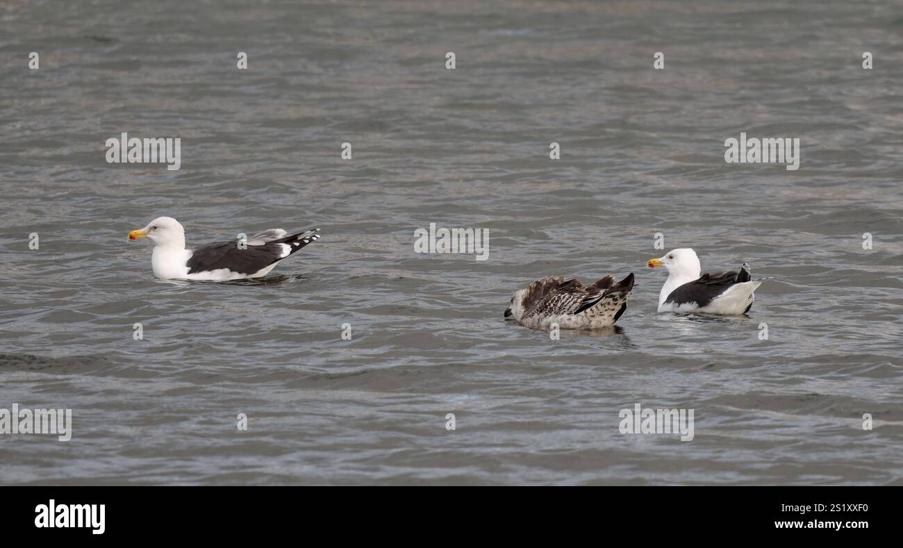 Möwen mit schwarzem Rücken zwei Erwachsene und fleckige braune Jungtiere auf dem Meer auf dem Wasser Gelber Schnabelorangenfleck an der Spitze weißes Gefieder mit schwarzem Rücken und Oberflügeln Stockfoto