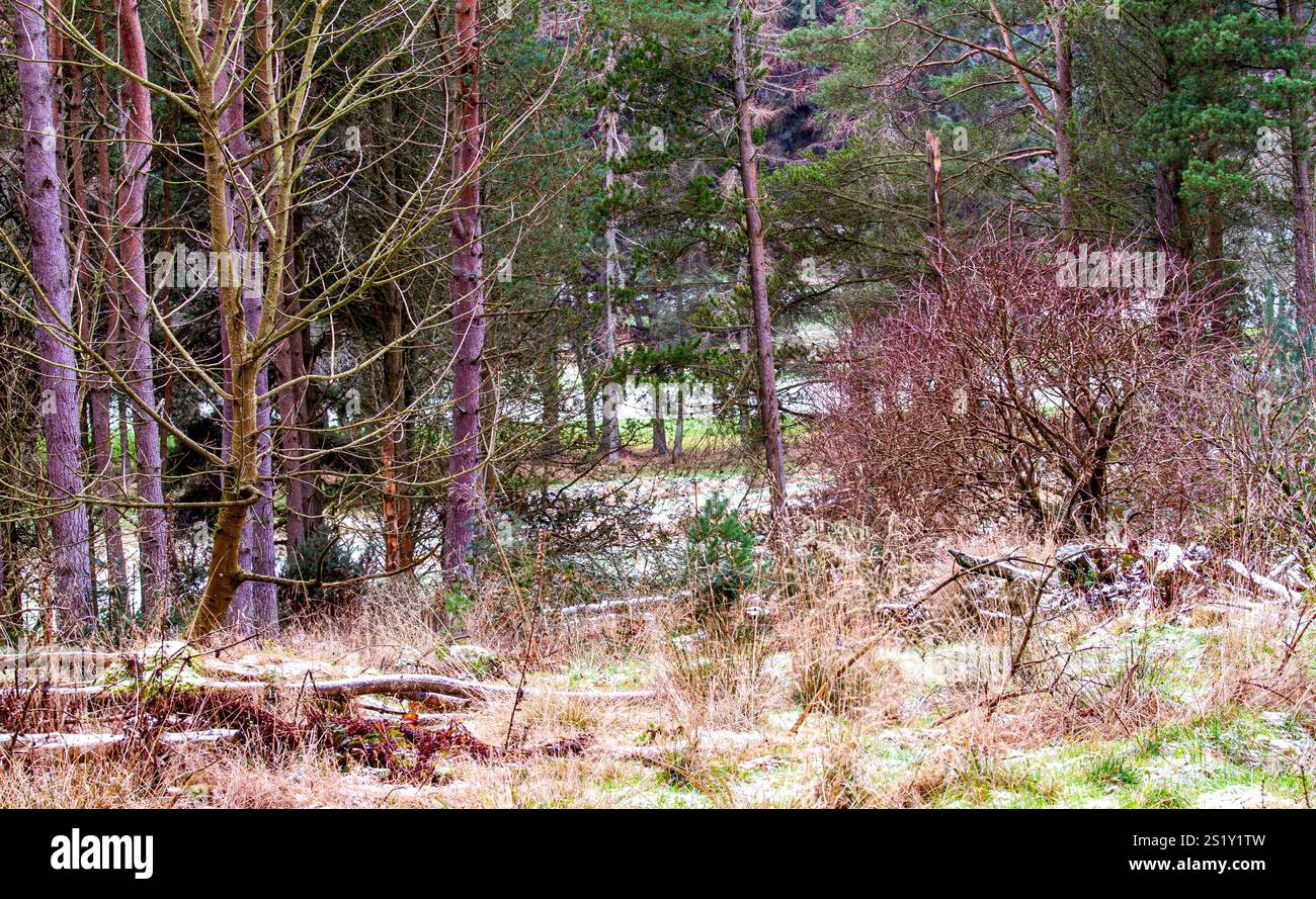 Dundee, Tayside, Schottland, Großbritannien. Januar 2025. Wetter in Großbritannien: Templeton Woods in Dundee hat leichten Schneefall. Die bewaldete Landschaft bietet eine atemberaubende Winterlandschaft mit ungewöhnlichen und natürlich geformten Bäumen, die eine schöne winterliche Umgebung innerhalb des Waldes schaffen. Quelle: Dundee Photographics/Alamy Live News Stockfoto