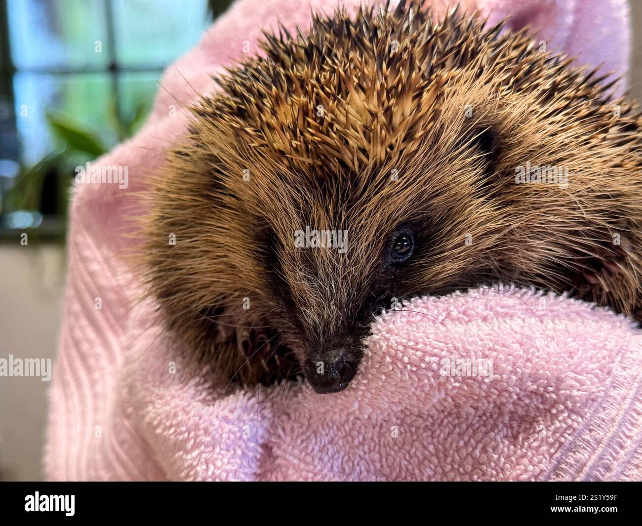 Britischer Igel wird wegen Verletzung behandelt, England Stockfoto