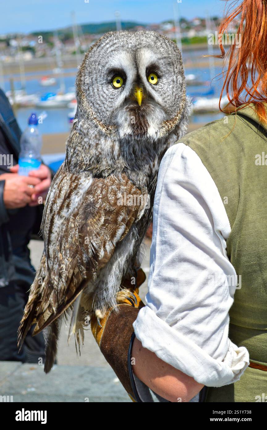 Falkner mit eine große graue Eule lateinische Name Strix Nebulosa in Wales Stockfoto