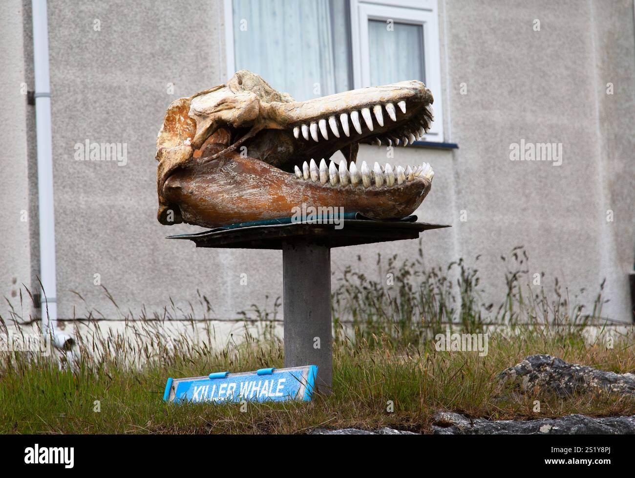Killerwal oder Orca-Schädel. Whalebone Display, Stanley, die Falklandinseln Stockfoto