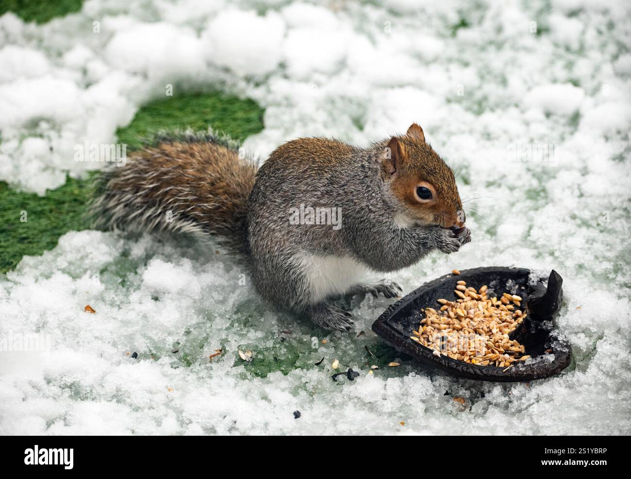 Ein UK Eichhörnchen, das im Schnee isst, Januar 2025. Wildtiere im Garten. Füttern Sie die Tierwelt. Stockfoto