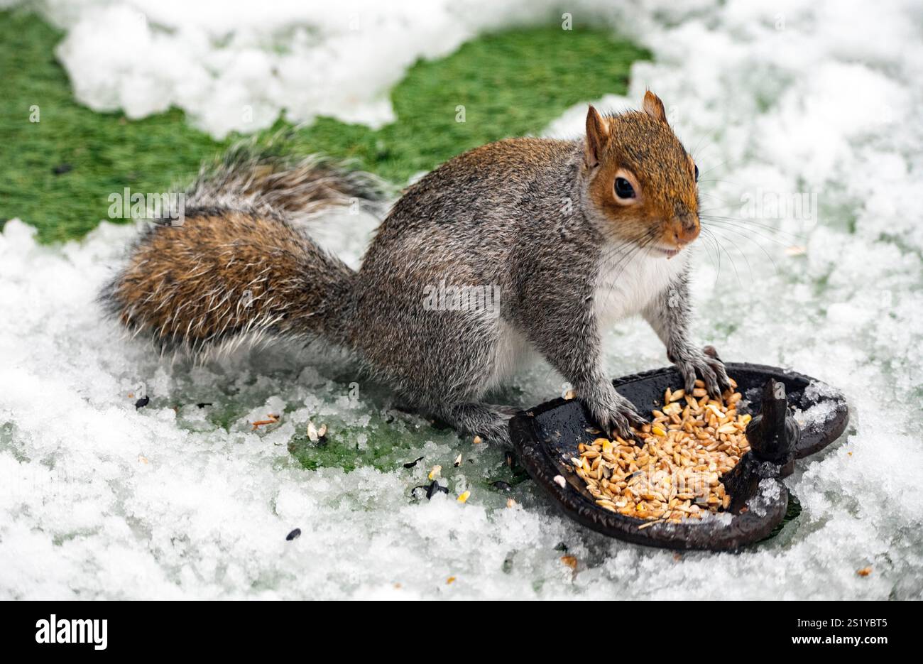 Ein UK Eichhörnchen, das im Schnee isst, Januar 2025. Wildtiere im Garten. Füttern Sie die Tierwelt. Stockfoto