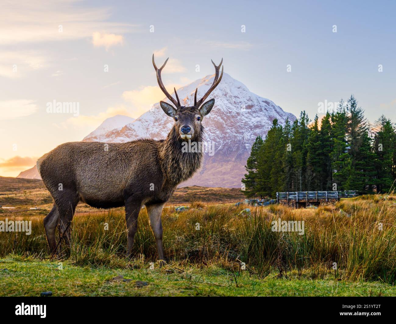 Ein Rothirsch posiert vor Buachaille Etive Mor, Glen Coe, in den schottischen Highlands. Stockfoto