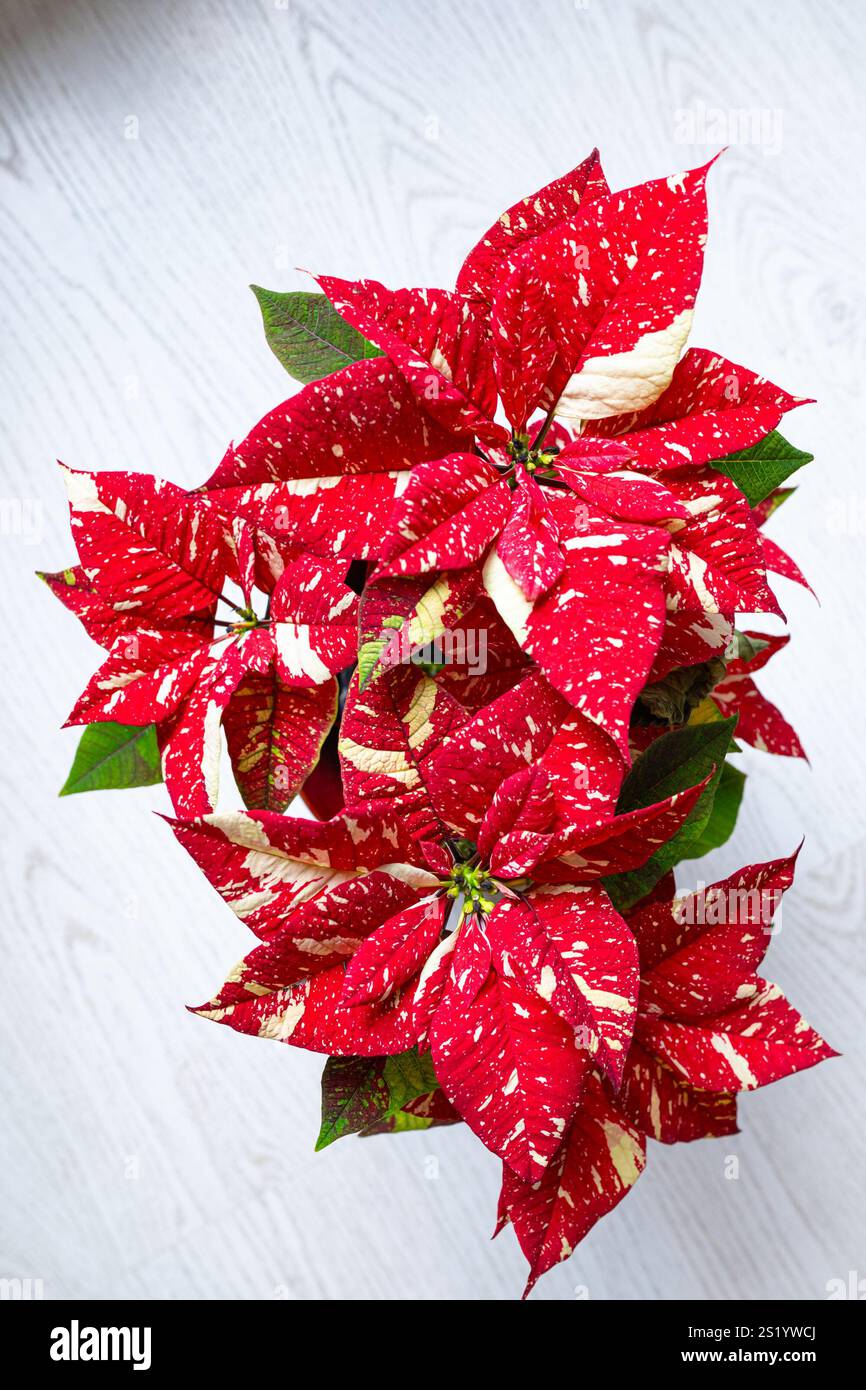 riesen weihnachtsstern Riesen Weihnachtssterne – Einfache Anleitung & Vorlagen – Bines Download  Shop main image 0