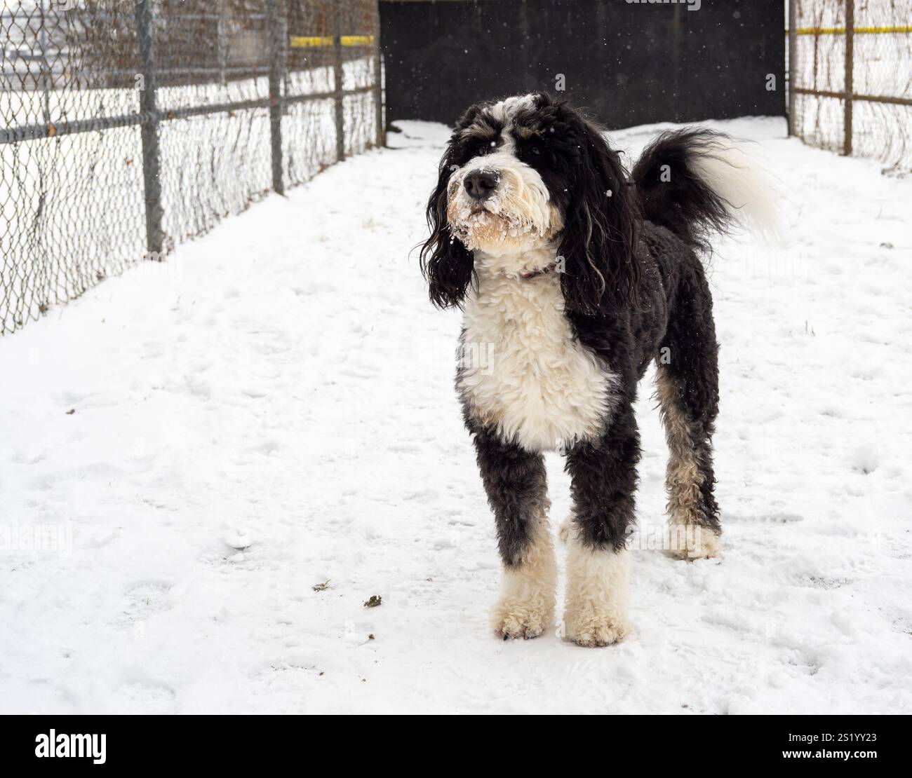 Ein stolzer Bernedoodle steht hoch im Schnee, das Eis glitzert um seinen Mund und strahlt Winterzauber aus. Stockfoto