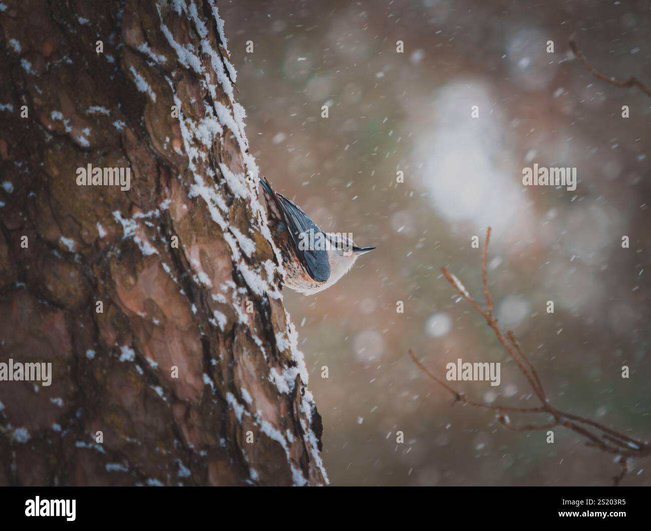 Eurasische Nackthaare (Sitta europaea), die im Winter in einem bewaldeten Gebiet auf schneebedeckten Ästen thront. Die Szene fängt den Vogel in seiner Natur ein Stockfoto