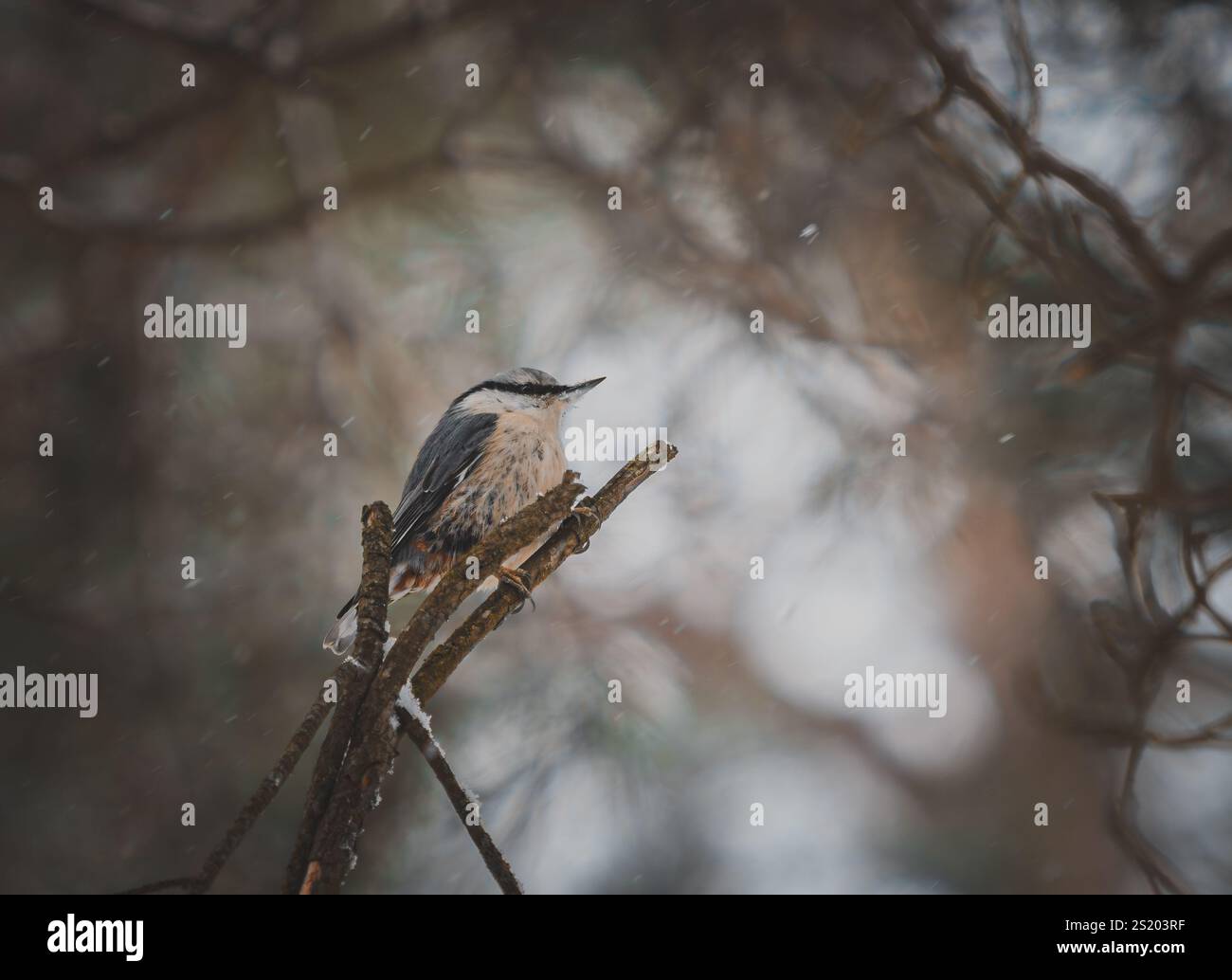 Eurasische Nackthaare (Sitta europaea), die im Winter in einem bewaldeten Gebiet auf schneebedeckten Ästen thront. Die Szene fängt den Vogel in seiner Natur ein Stockfoto