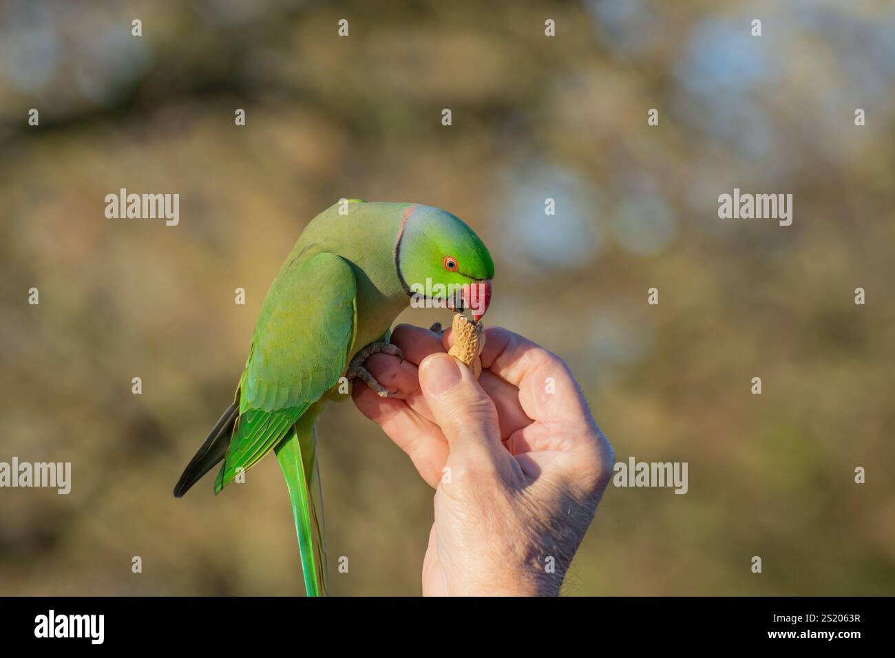 Nahaufnahme eines Feral-Sittichs (Psittacula krameri), der im Hyde Park in London eine Affennuss von Hand ernährt wurde. Stockfoto