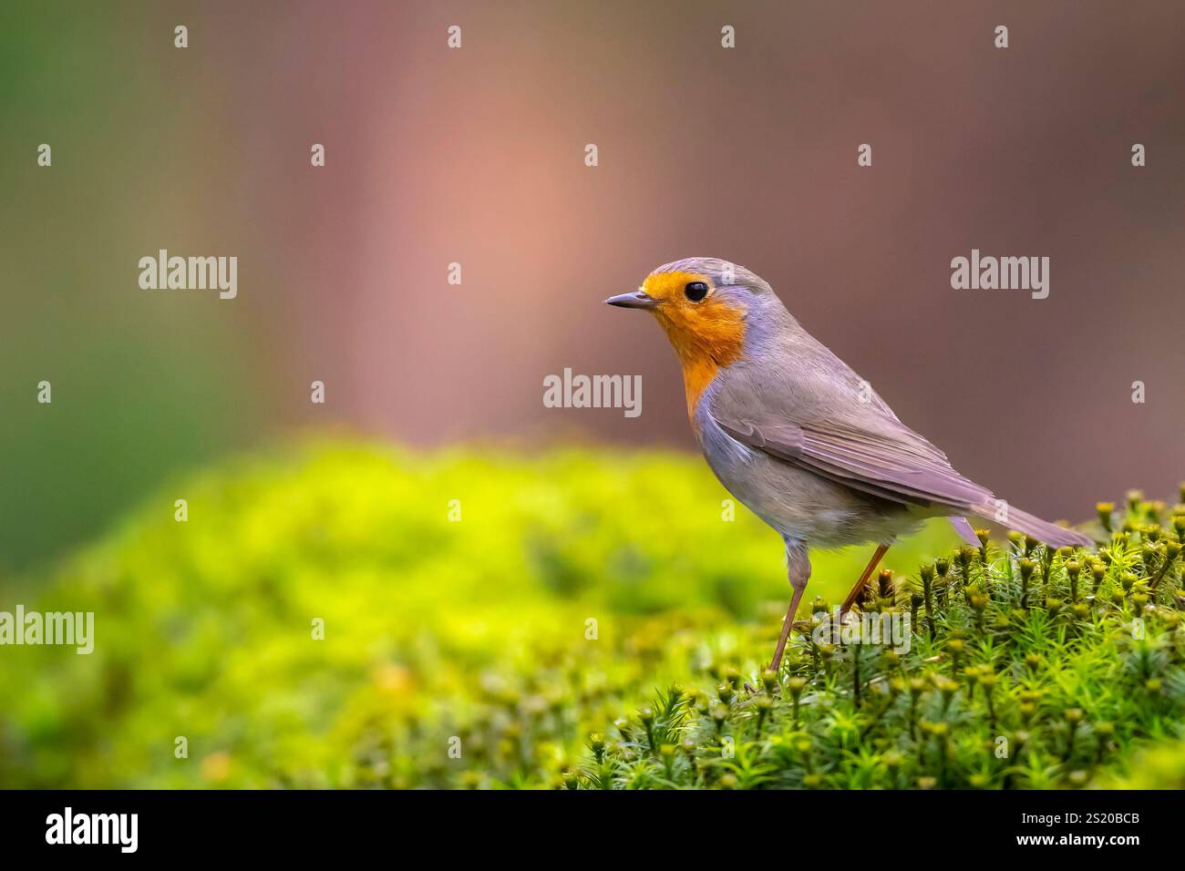 Nahaufnahme eines europäischen robin Erithacus rubecula auf der Suche in einem Wald Stockfoto