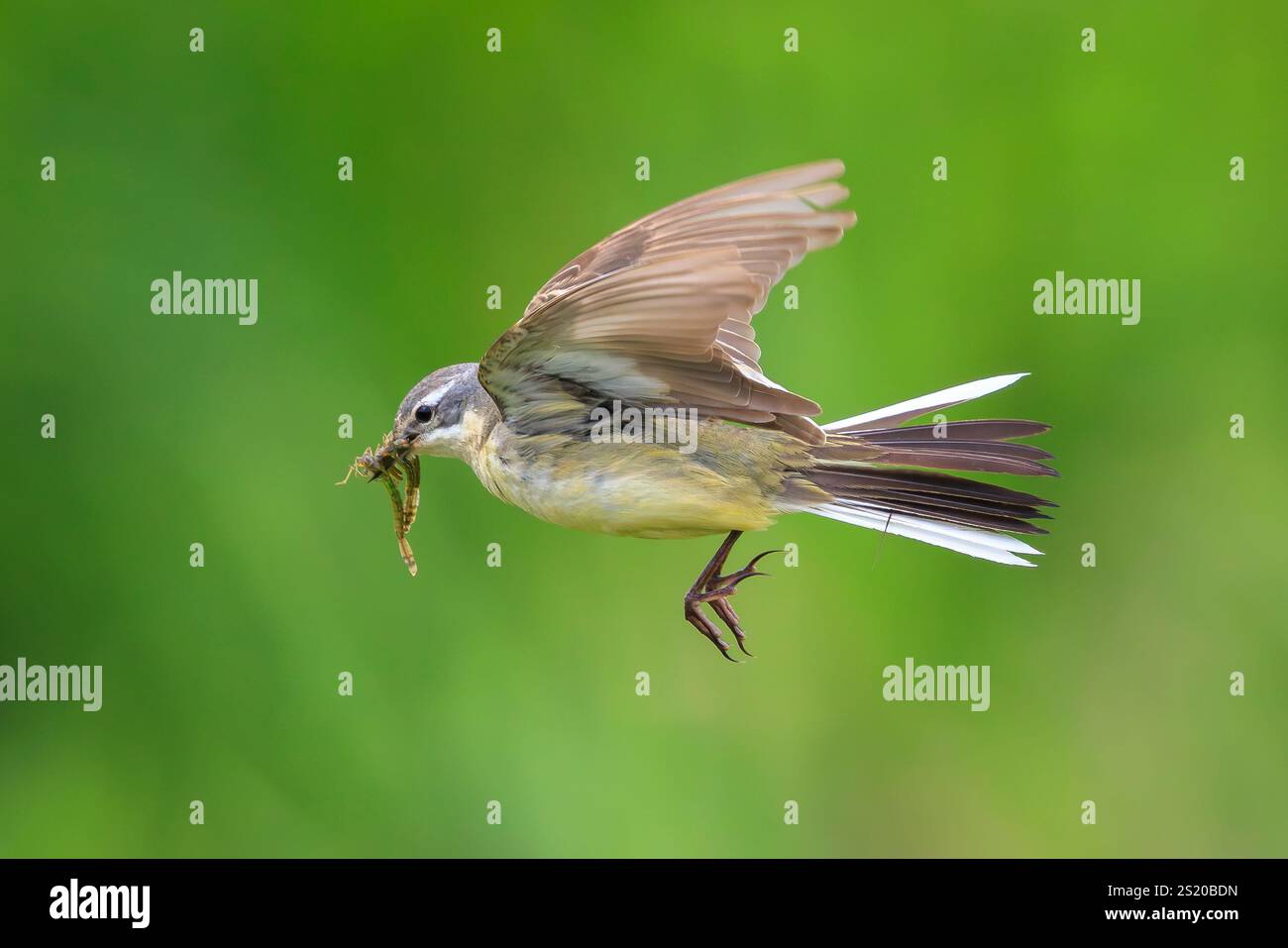Nahaufnahme eines weiblichen Westernvogels Motacilla flava auf der Jagd nach Beute, um Küken zu füttern, mit Insekten gefüllter Schnabel. Stockfoto