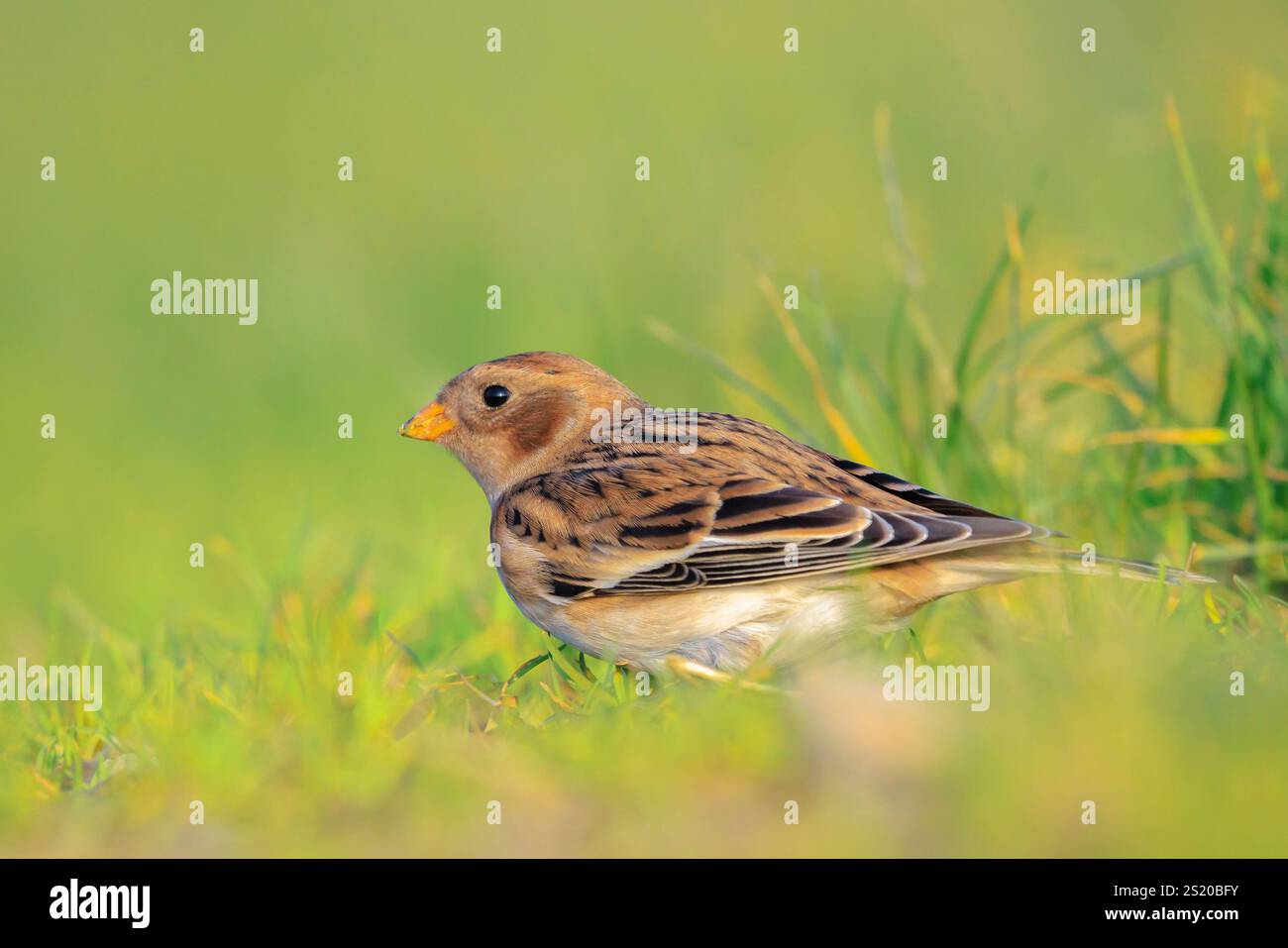 Nahaufnahme eines Schneehakens, Plectrophenax nivalis, weiblicher Vogel, der im Gras auf der Suche ist Stockfoto