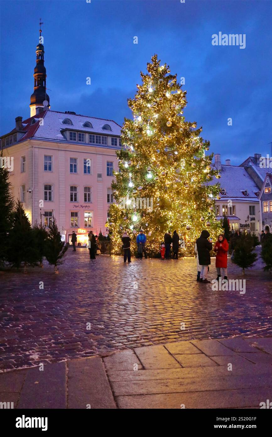 Die hell erleuchteten Weihnachtsbäume auf dem Rathausplatz von Tallinn. Es soll der Ort des allerersten Weihnachtsbaums der Welt im Jahr 1441 sein Stockfoto