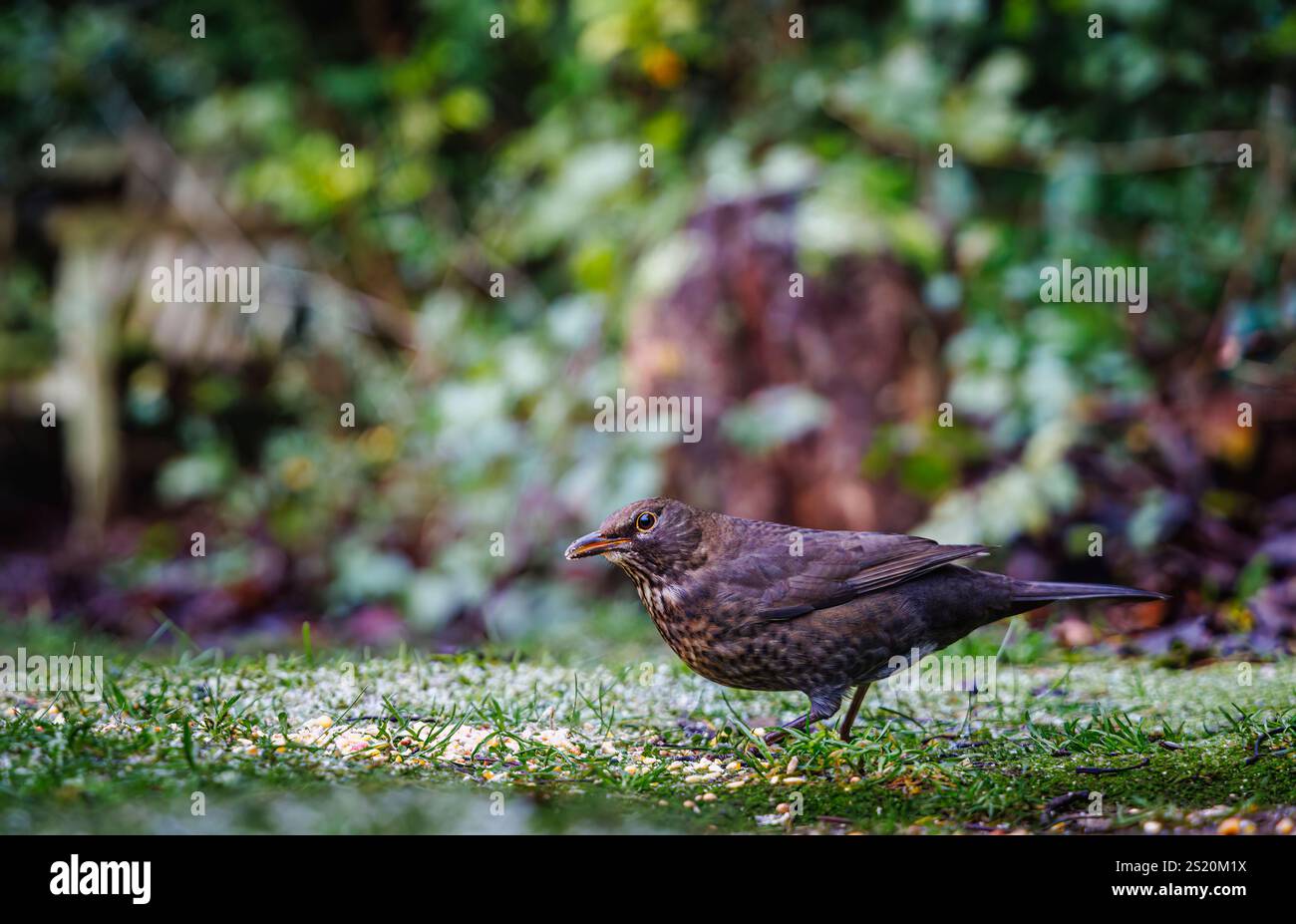 Eine weibliche (Hühner) eurasische Amsel, Turdus merula, Vogelwelt in einem Garten in Surrey, Südosten Englands im Winter Stockfoto