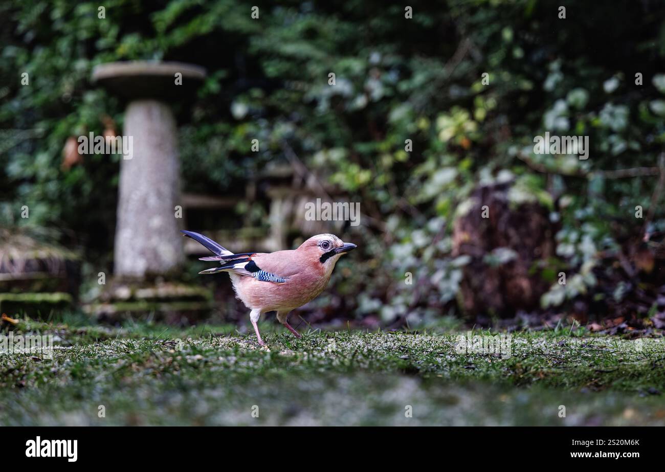 Ein warmer Eurasian jay, Garrulus glandarius, Vogelwelt in einem Garten in Surrey, Südosten Englands, im Winter auf dem Boden Stockfoto