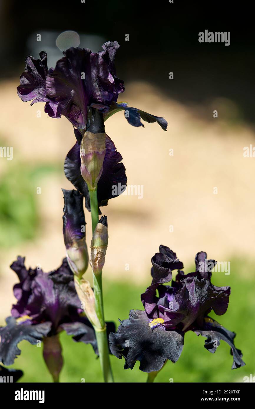 Dunkelviolette Bärtige Iris „Señor Jinx“ Stockfoto