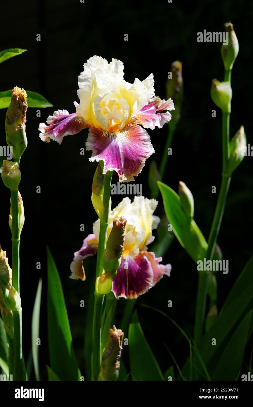 Tall Bearded Iris „Aliens of the Galaxy“ Stockfoto