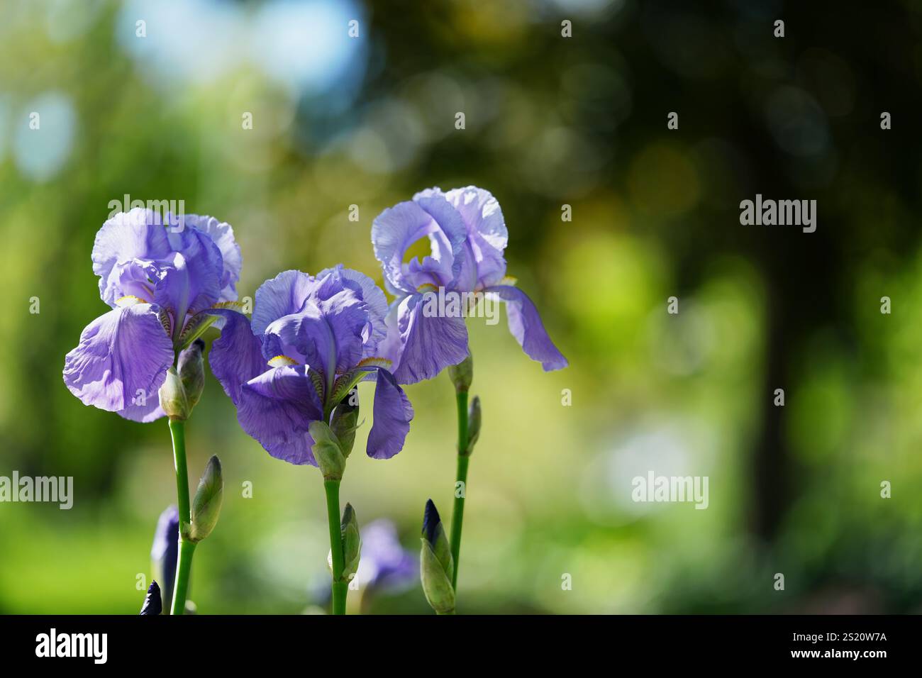 Drei Lila Bärtige Iris Stockfoto