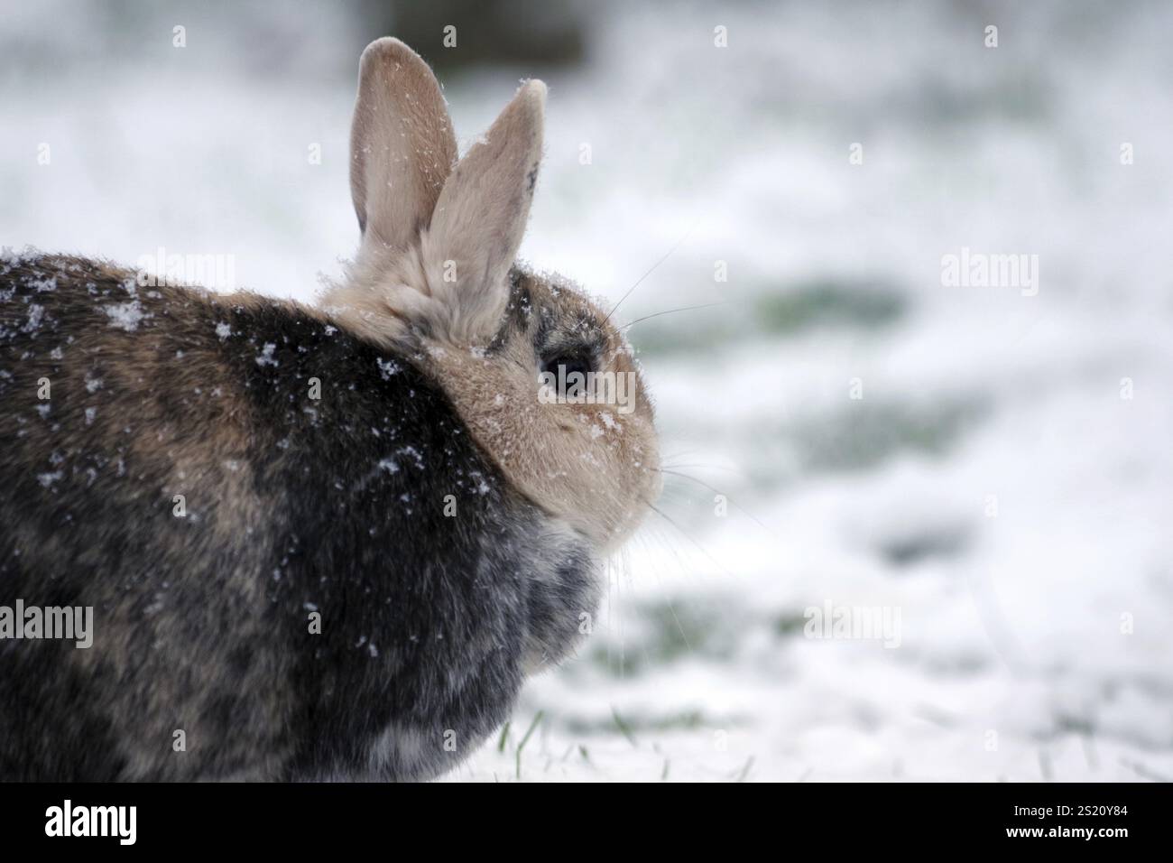 Kaninchen (Oryctolagus cuniculus domestica), Haustier, Porträt, Schnee, das Hauskaninchen sitzt im Schnee und Schneeflocken fallen auf ihr Fell Stockfoto