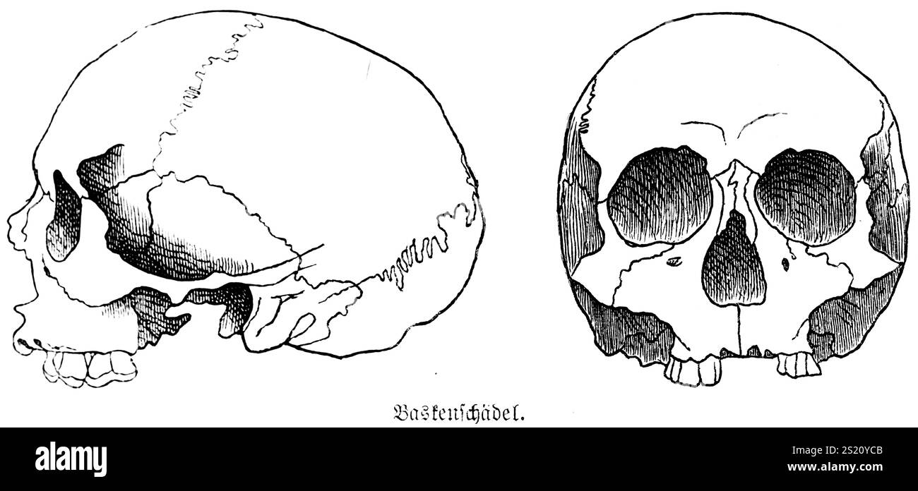 Schädel eines Baskenlandes von der Iberischen Halbinsel, halblanger Schädel oder Mesocephal, Vorder- und Seitenansicht, Zähne, Augenhöhlen, Schädelkappe, Anthropologie, Bogen Stockfoto