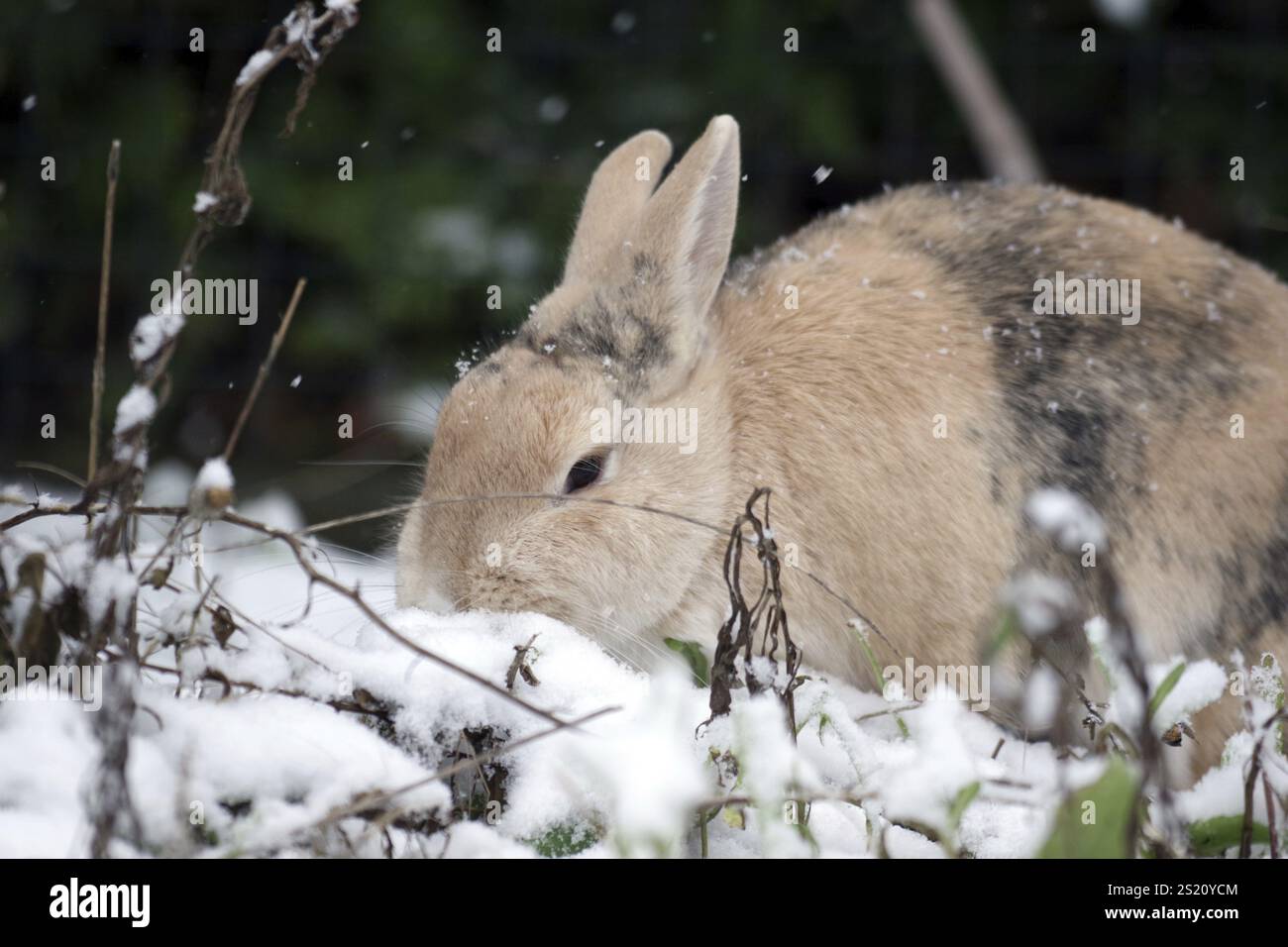 Kaninchen (Oryctolagus cuniculus domestica), Haustier, Porträt, Schnee, das Kaninchen hat seine Nase im Schnee und sucht nach Nahrung Stockfoto