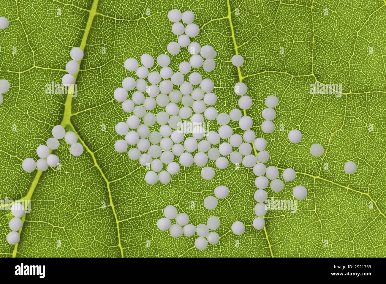 Globuli zur Behandlung von Krankheiten in der schonenden, alternativen Medizin. Tabletten und Arzneimittel. Österreich Stockfoto