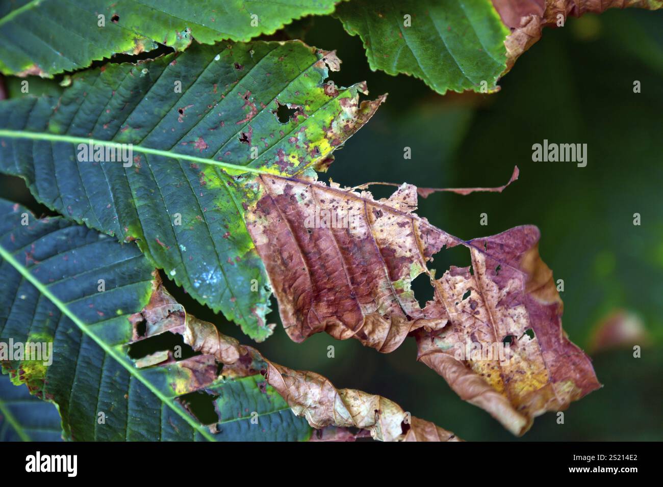Ein saftiges grünes Blatt stirbt im Herbst Österreich ab Stockfoto