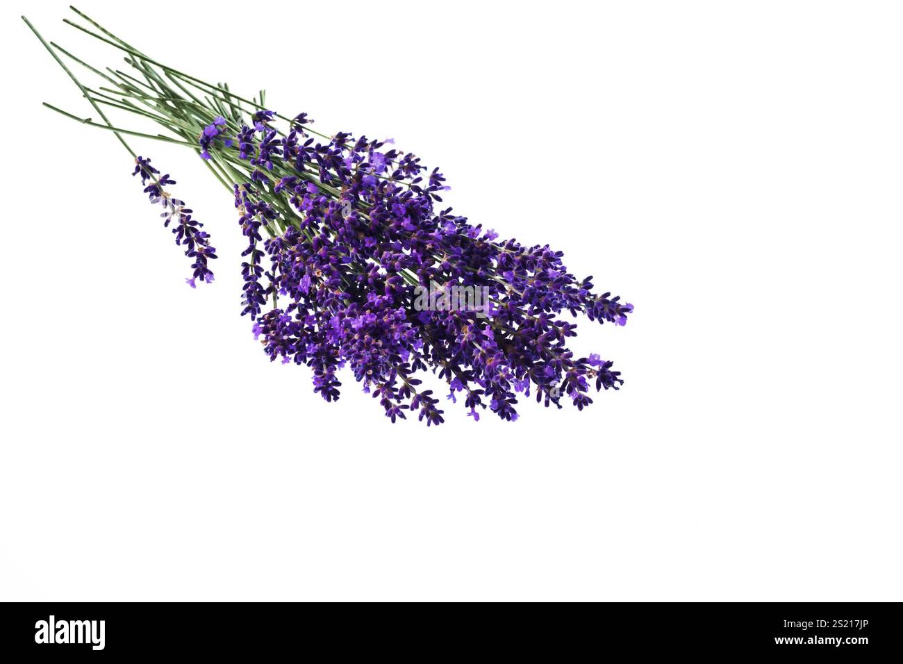 Lavendelblüten isoliert auf weißem Hintergrund. Violette Sommerblumen. Österreich Stockfoto
