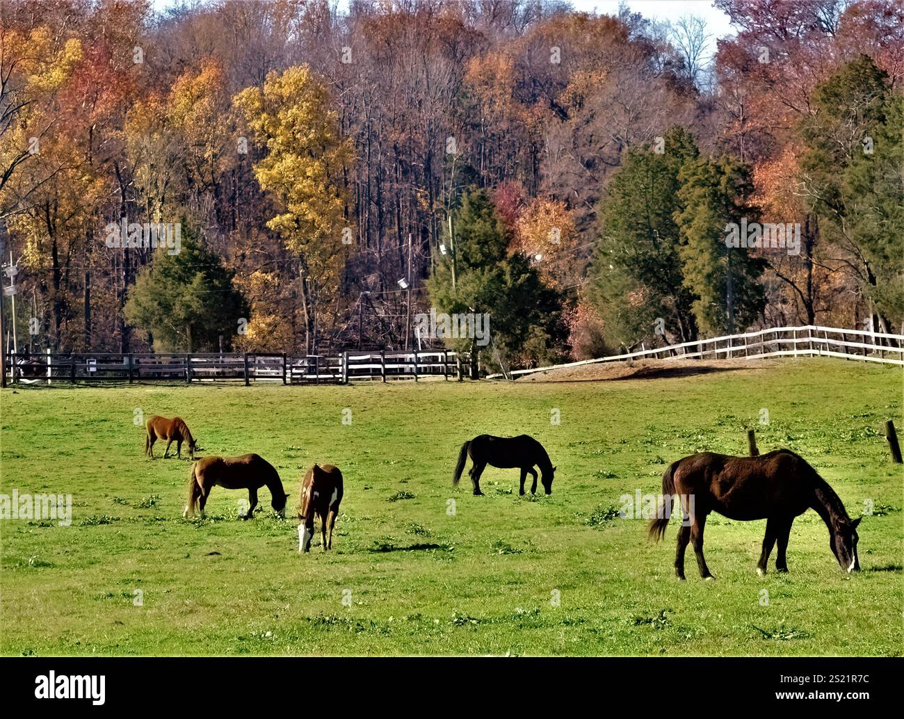 Herde von Pferden auf einer Weide im Herbst im Fairfax County, Virginia. Stockfoto