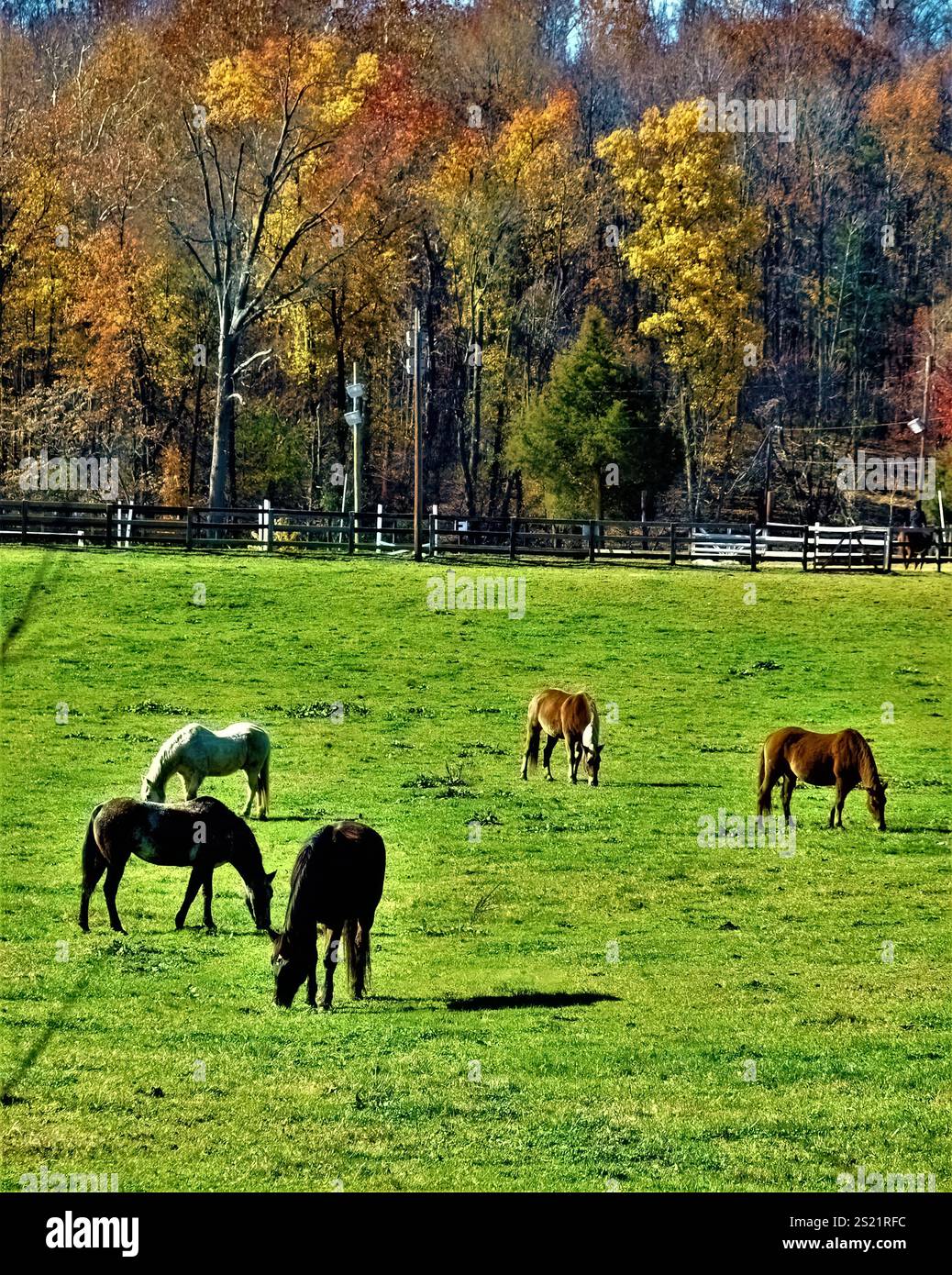 Herde von Pferden im Fairfax County, Virginia im Herbst. Stockfoto