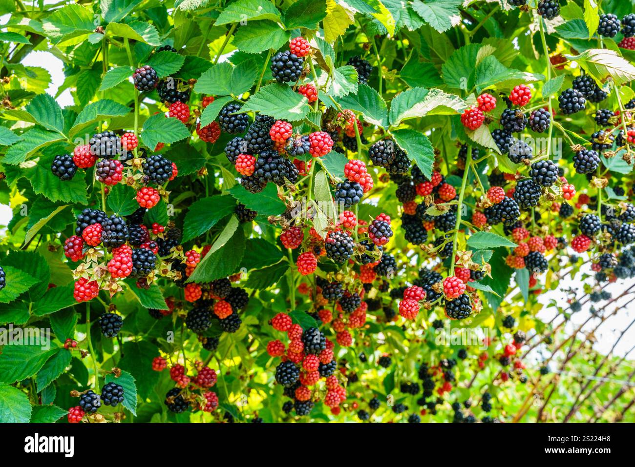 Nahaufnahme von brombeerpflanzen auf einem Obstgarten in Zentral-Kentucky Stockfoto