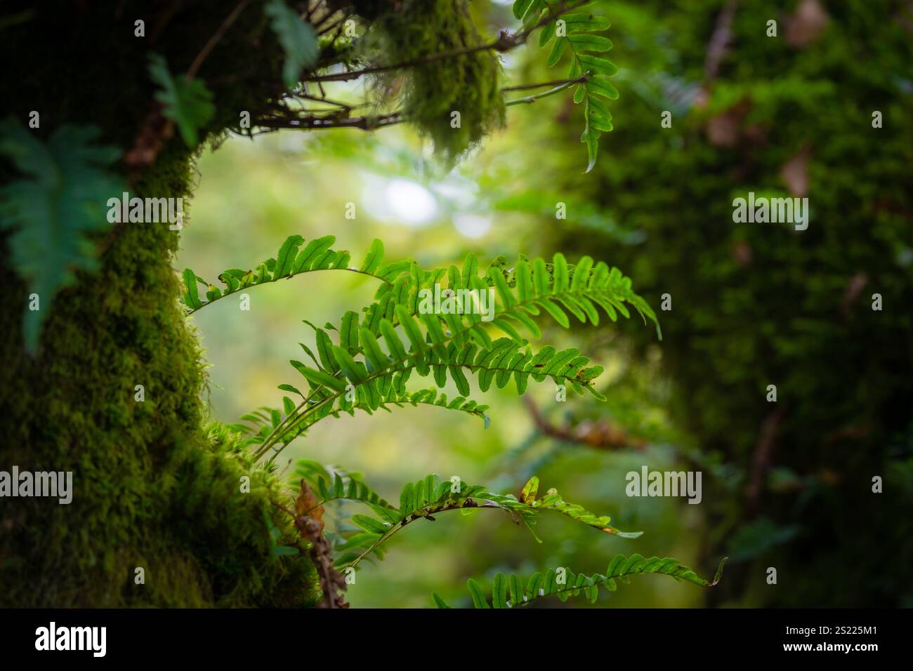Der Dartmoor Forest ist ein Urwald, der es Wert ist, zu erhalten. Er ist einer der ältesten erhaltenen alten gemäßigten Regenwälder Großbritanniens, der Dartmoor National Park Stockfoto