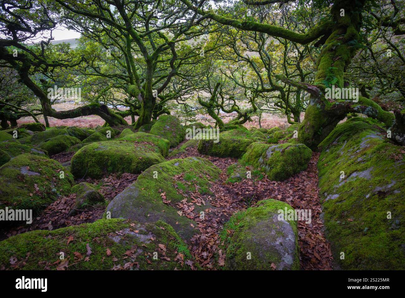 Der Dartmoor Forest ist ein Urwald, der es Wert ist, zu erhalten. Er ist einer der ältesten erhaltenen alten gemäßigten Regenwälder Großbritanniens, der Dartmoor National Park Stockfoto